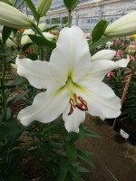 [5227 Vestaro VZ No02.JPG]